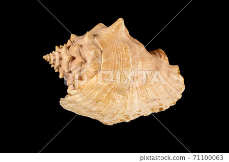Sea shell isolated on a black background. Beautiful seashell Sea shell isolated on a black background. Beautiful seashell 71100063