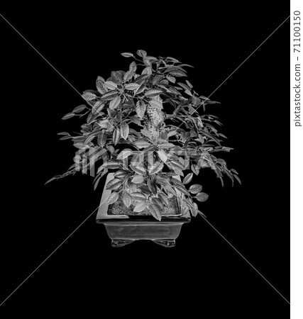 Bonsai silhouette tree isolated on a black... - Stock Photo [71100150] -  PIXTA