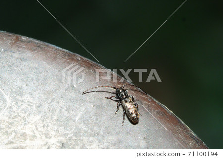 Helicopter longhorn beetle 71100194