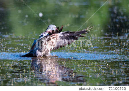 Wood Pigeon or Columba palumbus washes in water Wood Pigeon or Columba palumbus washes in water 71100220