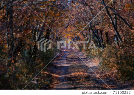 Scenic view of a old road through autumn trees Scenic view of a old road through autumn trees 71100222