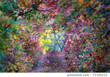 Bright autumn forest with red and orange leaves of smoke tree Bright autumn forest with red and orange leaves of smoke tree 71100223