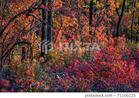 Bright autumn forest with red and orange leaves of smoke tree Bright autumn forest with red and orange leaves of smoke tree 71100225