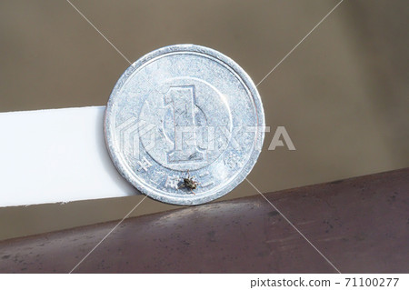 一種鹿角甲蟲和一日元硬幣 71100277