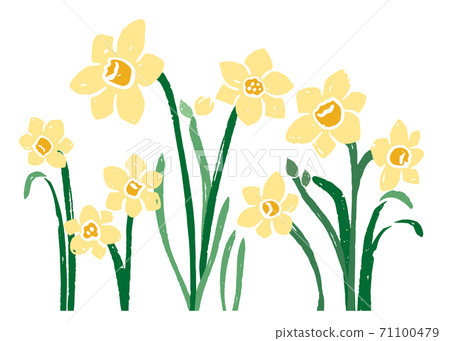 Narcissus illustration - Stock Illustration [71100479] - PIXTA