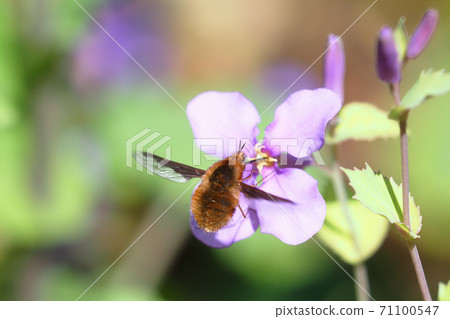 Velvet triab that nectars purple flowers 71100547