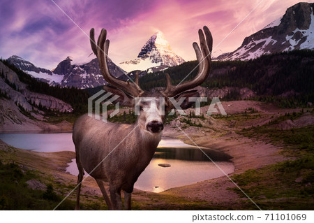 A male Deer in Canadian Nature. Image composite with Mt Assiniboine Provincial Park A male Deer in Canadian Nature. Image composite with Mt Assiniboine Provincial Park 71101069