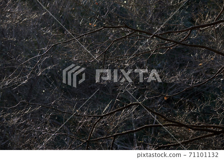 鳥取四個季節步行冬天鹽上寺 71101132