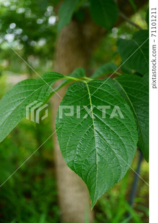 1464豆腐 1464豆腐 71101211