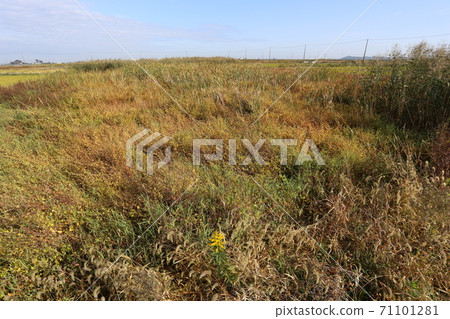 Wasteland, abandoned cultivated paddy fields in the autumn paddy fields 71101281