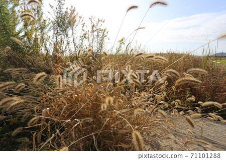 Wasteland, abandoned cultivated paddy fields in the autumn paddy fields Wasteland, abandoned cultivated paddy fields in the autumn paddy fields 71101288