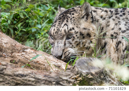 [Snow leopard in Tama Zoological Park] 71101829