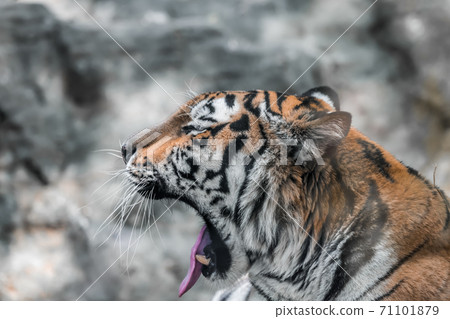 [Tiger yawning at Tama Zoological Park] 71101879