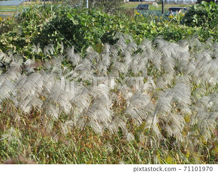 Autumn scenery 71101970