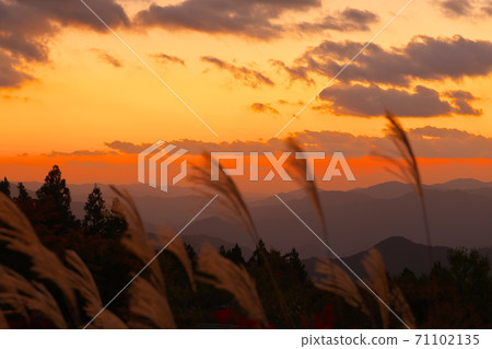 Sunset from the flower garden hydrangea garden of Koya Ryujin Skyline with a silhouette of Japanese pampas grass Wakayama Prefecture Sunset from the flower garden hydrangea garden of Koya Ryujin Skyline with a silhouette of Japanese pampas grass Wakayama Prefecture 71102135