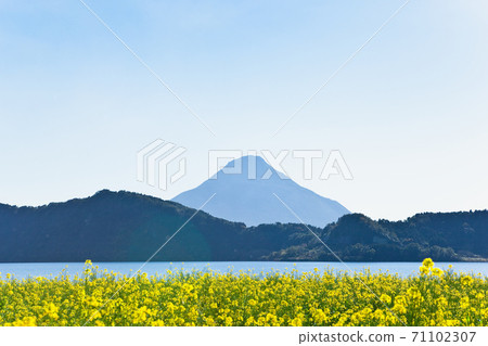 Rape blossoms around Lake Ikeda 71102307