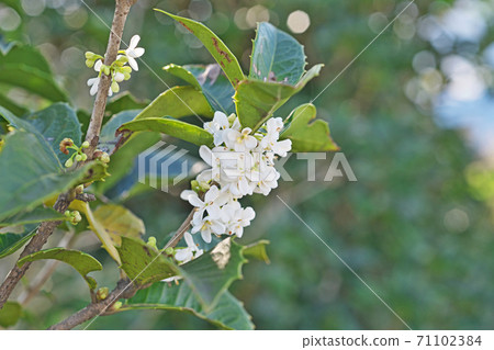 白銀杏花 照片素材 圖片 圖庫