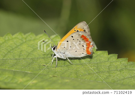 Lycaena phlaeas 71102419