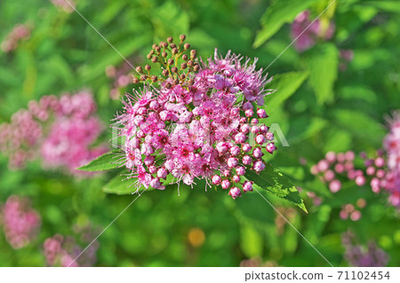 粉紅色的shimotsuke花和芽 71102454