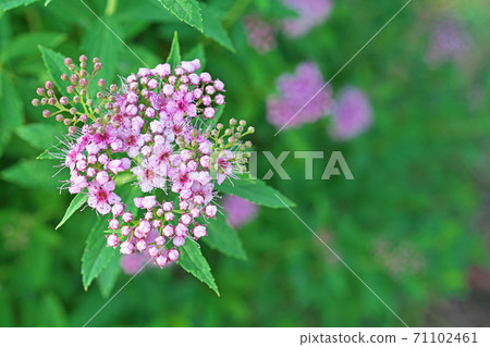 粉紅色的shimotsuke花和芽 71102461