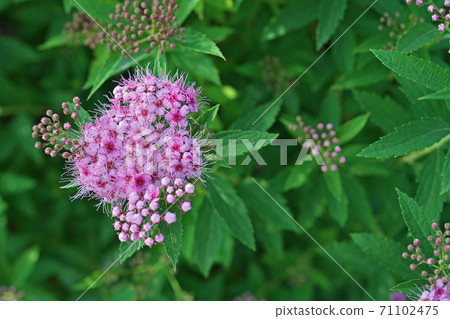 粉紅色的shimotsuke花和芽 71102475