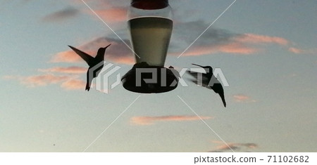 Hummingbird flapping in the setting sun 71102682