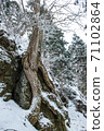 步行被樹冰和生命的樹幹覆蓋 71102864
