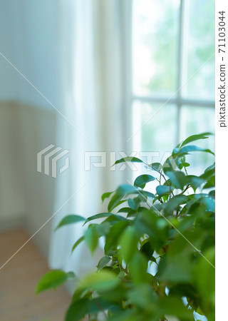 indoor, room, foliage plant 71103044