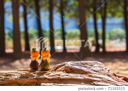 彰化,娃娃,木偶,落雨松,秋天,陽光,光影,樹幹,無品牌的 71103315