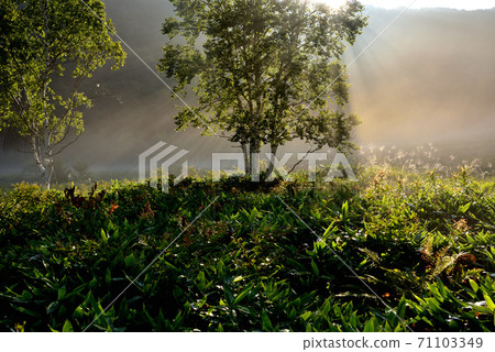 高原的光輝 高原的光輝 71103349