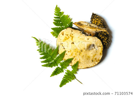 Isolated different parts of the forest Isolated different parts of the forest 71103574