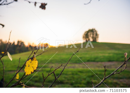 Beautiful relief yellow leaf foreground. Beautiful relief yellow leaf foreground. 71103575