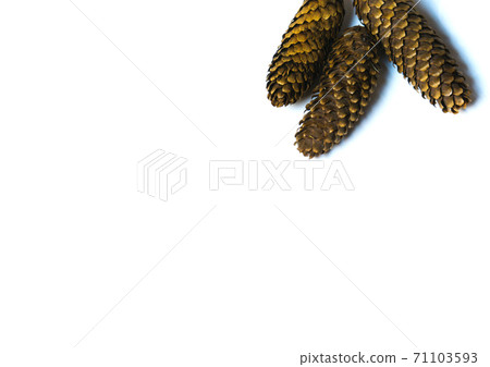 Conifers and fern leaves. 71103593