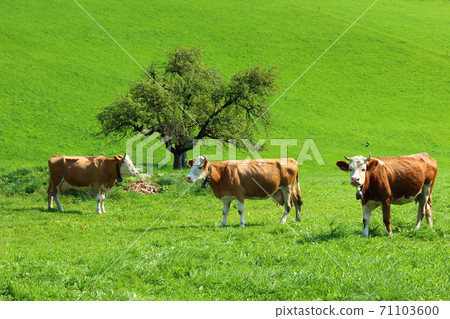 Beautiful natural scenery in Switzerland 71103600