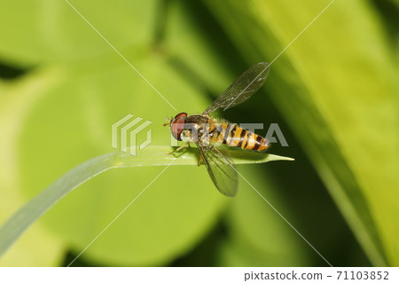 Marmalade hoverfly Marmalade hoverfly 71103852