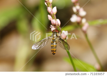 Marmalade hoverfly 71103857