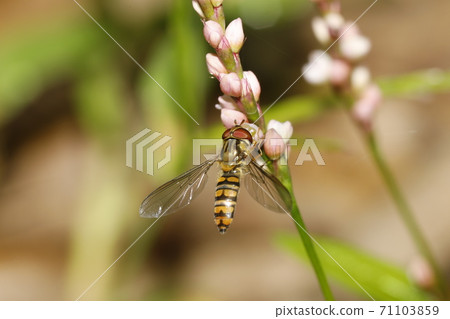 Marmalade hoverfly Marmalade hoverfly 71103859