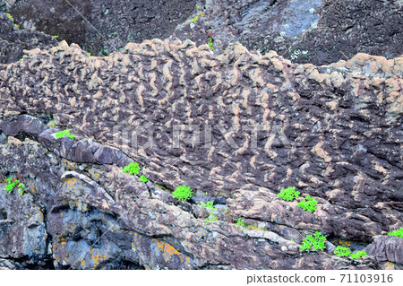 Shinmura Promenade [Muroto Global Geopark] 71103916