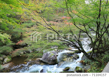 《山梨縣》 Shosenkyo參觀紅葉 《山梨縣》 Shosenkyo參觀紅葉 71104157