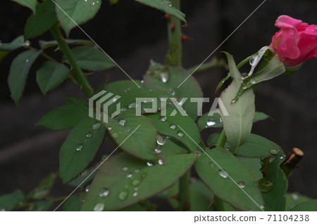 Rose leaves with raindrops 71104238