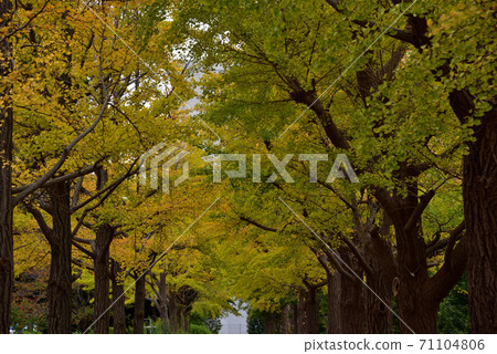Fall of the park 71104806