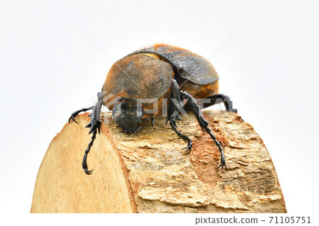 Hercules Hercules 71105751