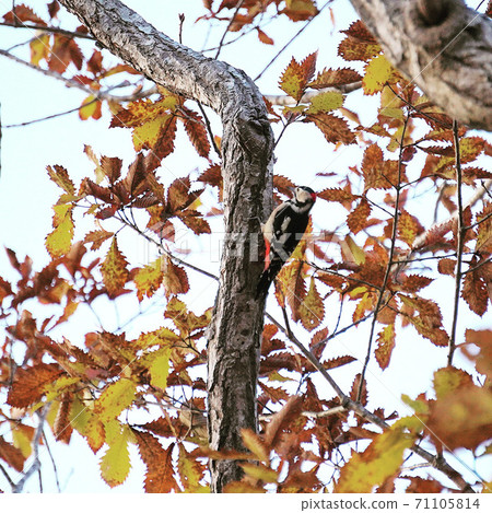 Woodpecker Woodpecker 71105814