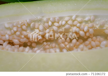 papaya 71106172