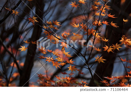 Tottori four seasons walk winter Toko-ji Temple autumn leaves Tottori four seasons walk winter Toko-ji Temple autumn leaves 71106464