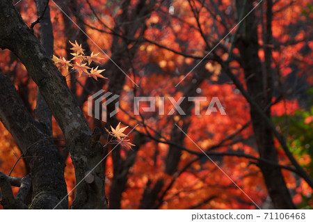 Tottori four seasons walk winter Toko-ji Temple autumn leaves Tottori four seasons walk winter Toko-ji Temple autumn leaves 71106468