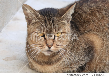 眼神敏銳的酷貓 71106569
