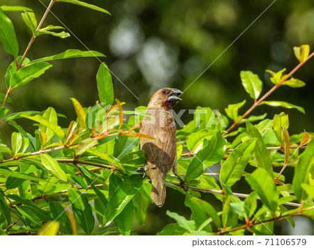 scaly-breasted munia or spotted in nature background scaly-breasted munia or spotted in nature background 71106579