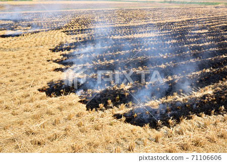 稻草烤稻田烤秋天的鄉村景觀日本秋天的景觀熊本縣北部 71106606