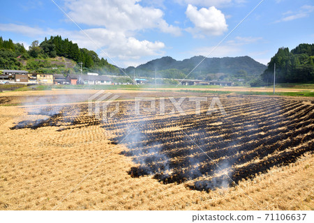 稻草烤稻田烤秋天的鄉村景觀日本秋天的景觀熊本縣北部 稻草烤稻田烤秋天的鄉村景觀日本秋天的景觀熊本縣北部 71106637